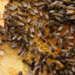 2011 breeding_Q 2011 breeding_Q